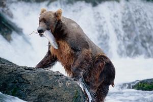 "My Fish" features a grizzly bear hunting salmon in Alaska. Fine Art Photography by Benjamin Walls.
