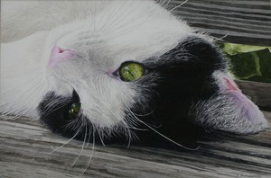 "Feline Perspective" by Claudia Rutherford of Bristol, Va. won the People's Choice "Best in Show" award. 