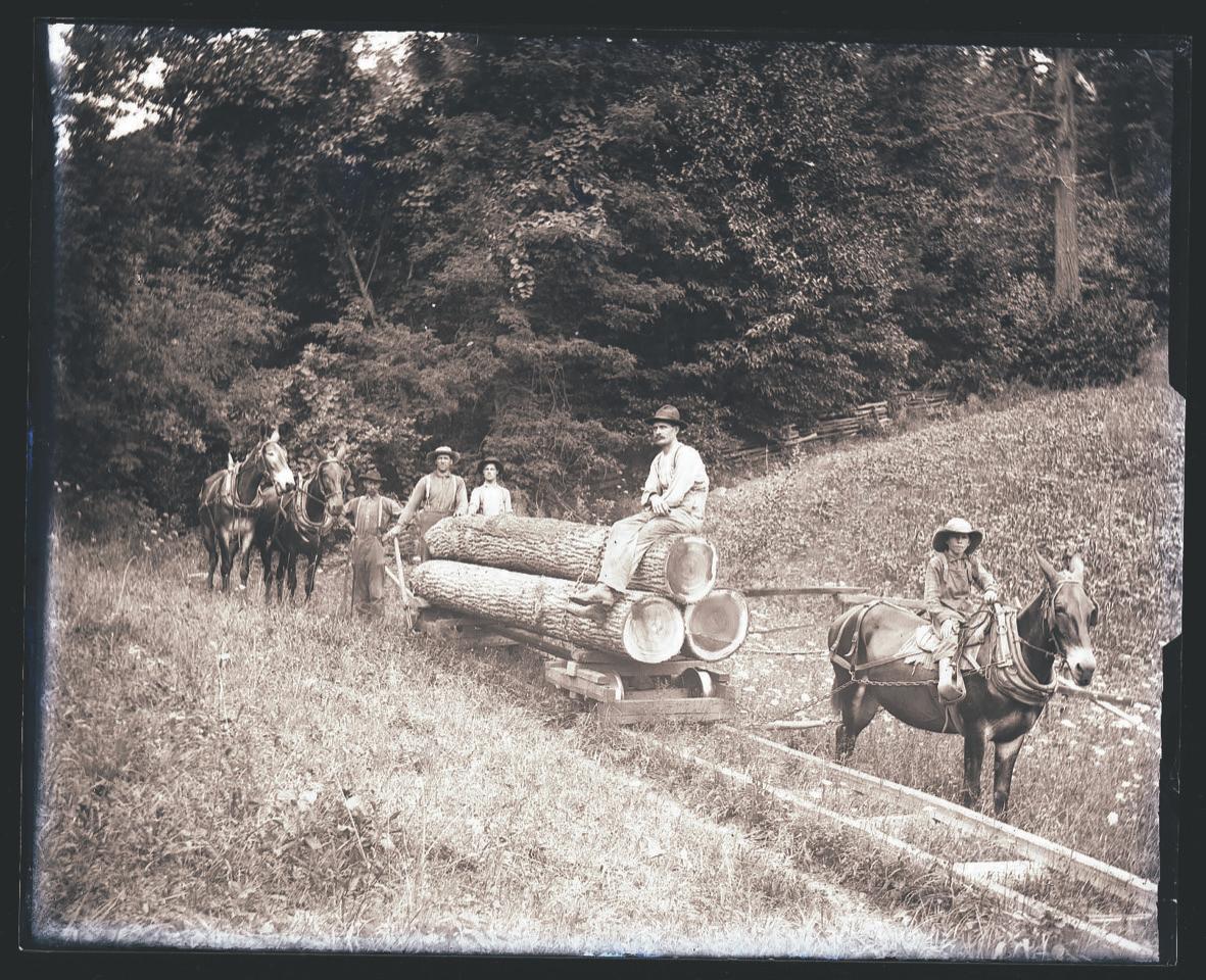 This photo is one of the logging images in the collection. (Provided by the T.R. Phelps Collection)